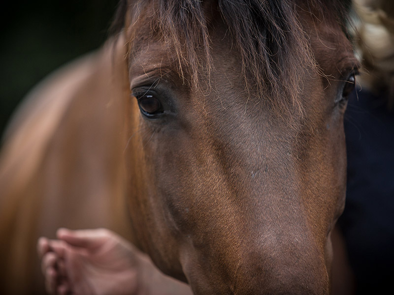 Pferdegestütztes Coaching und Angst vor Pferden, was nun? Ein Interview mit einer Teilnehmerin eines Teamcoachings 